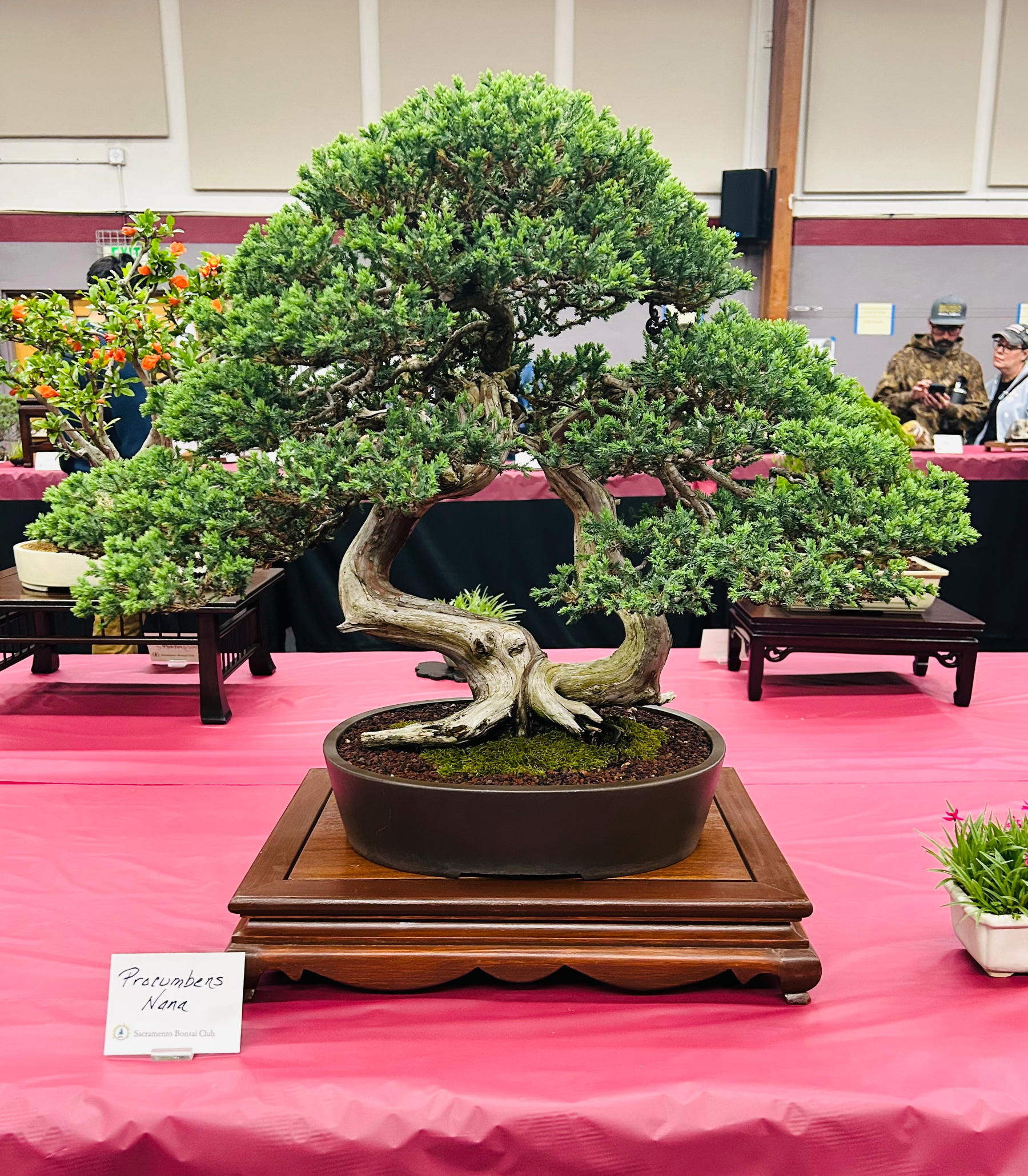 A Procumbens Nana bonsai(I think, I don’t know exactly what that is!) styled ikna boxy way with two major branches side by side. 