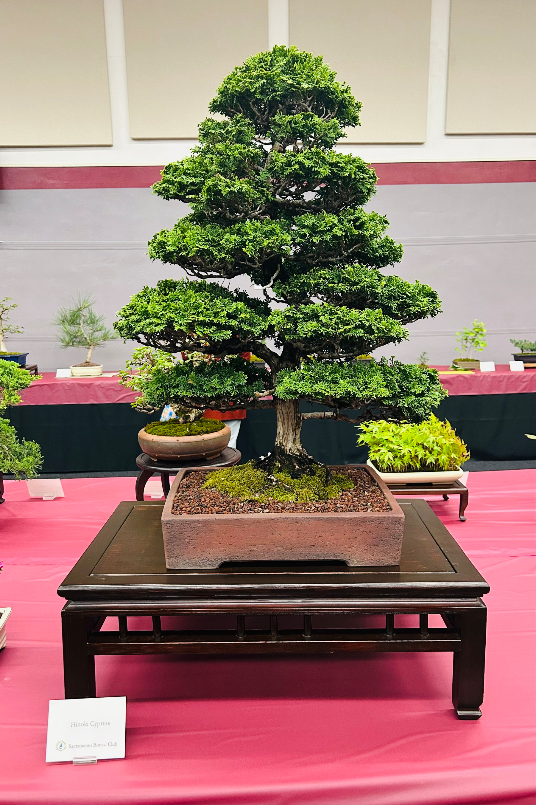 A hinoki cyprus bonsai styled very tall, like a Christmas tree 