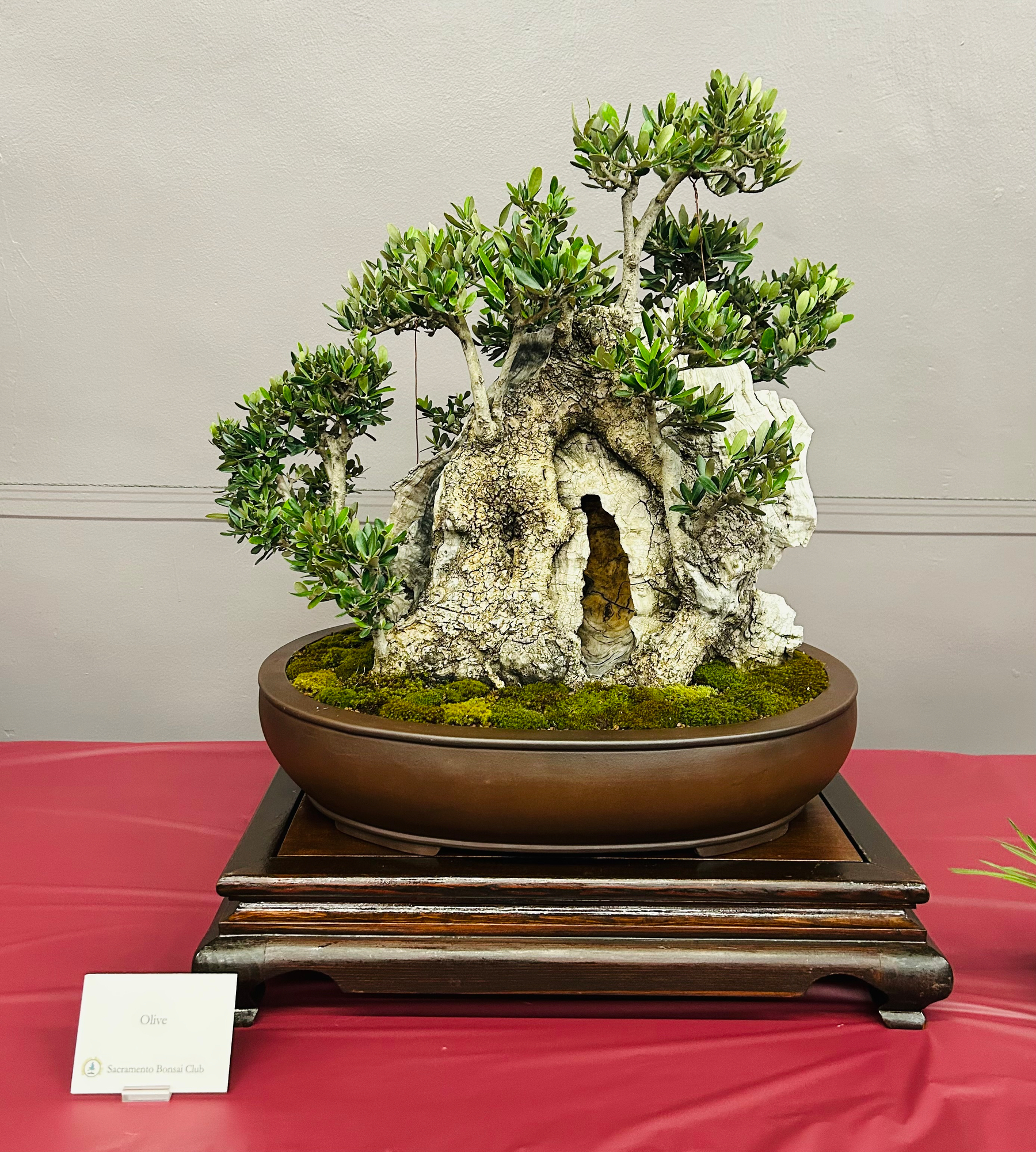 An olive bonsai tree styled as a sort of leafed stump. 