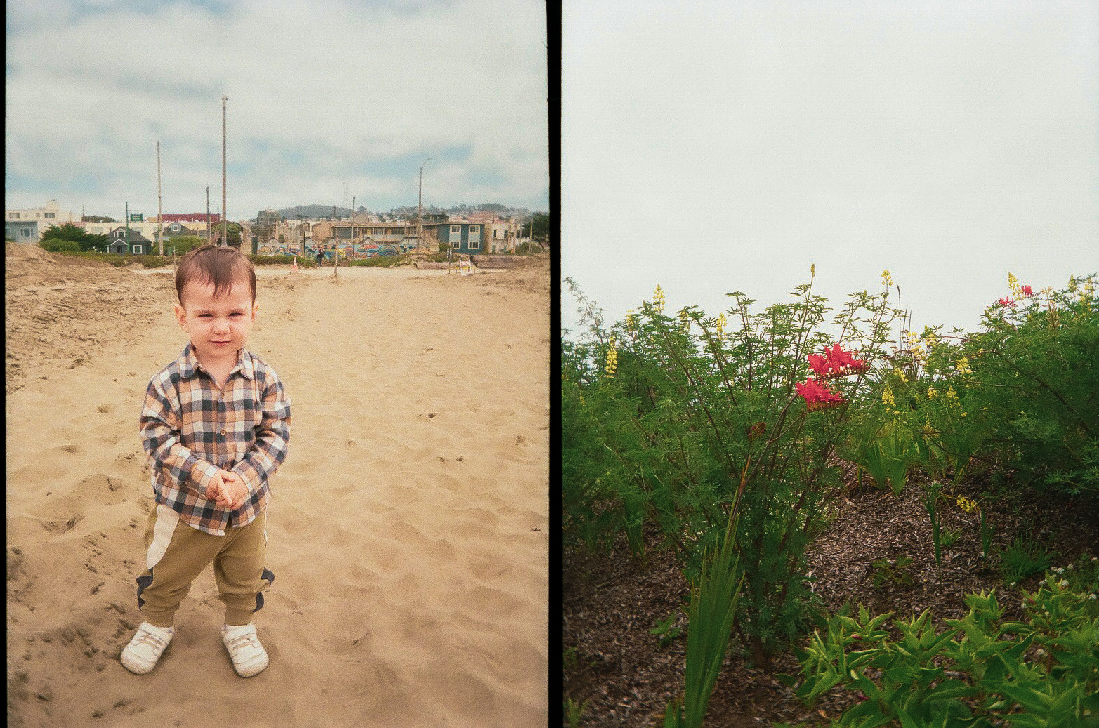 A young child stands on a sandy beach on the left side, while the right side shows a patch of green plants with a few red flowers under an overcast sky.