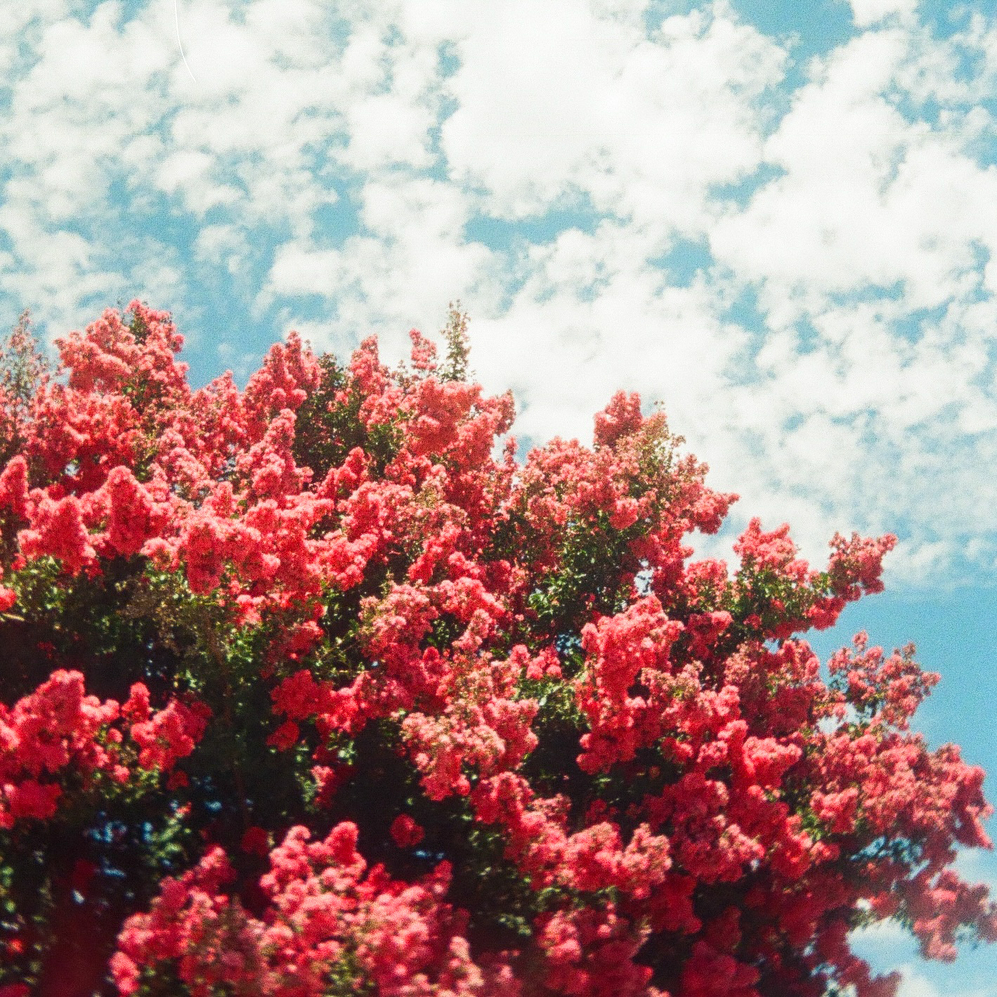 A vibrant tree filled with clusters of bright pink flowers stands against a blue sky dotted with scattered white clouds.